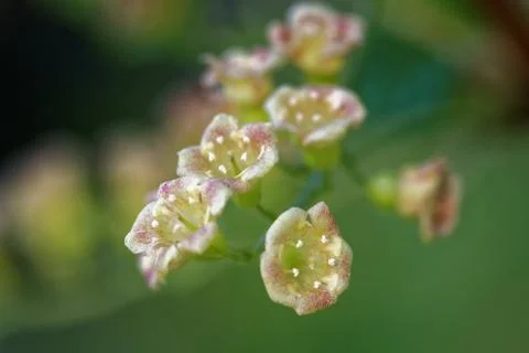 Blackcurrant Foto stock