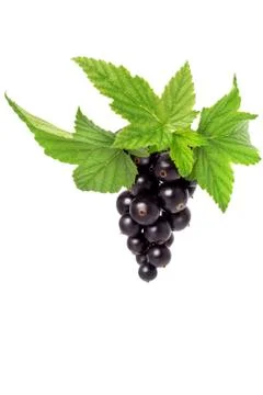 Blackcurrant Stock Photos