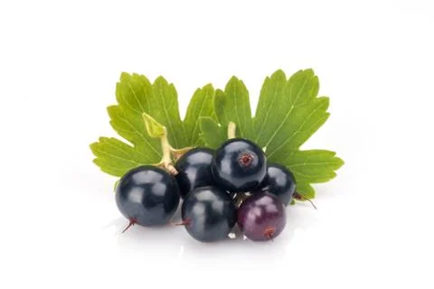 Blackcurrant Foto stock