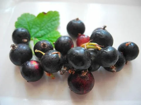 Blackcurrant Stock Photos