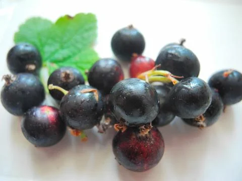 Blackcurrant Stock Photos