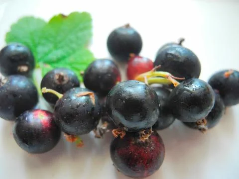 Blackcurrant Stock Photos