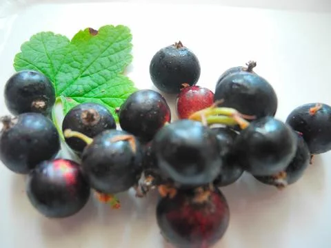 Blackcurrant Stock Photos