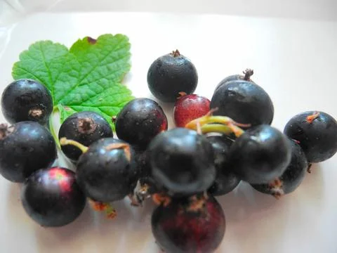 Blackcurrant Stock Photos