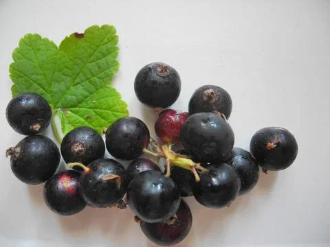 Blackcurrant Stock Photos