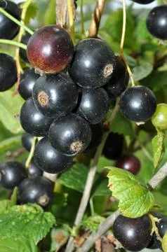 Blackcurrant Stock Photos
