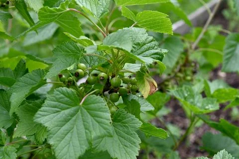 Blackcurrant Stock-Fotos
