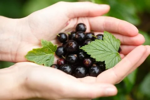 Blackcurrant picking Stock Photos