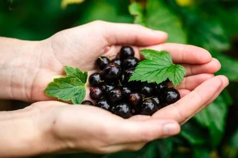 Blackcurrant picking Stock Photos