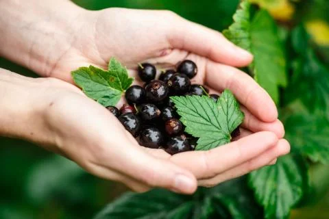 Blackcurrant picking Stock Photos