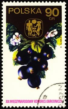 Blackcurrant on postage stamp Stock Photos