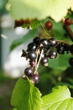 Blackcurrant (ribes nigrum) Stock Photos