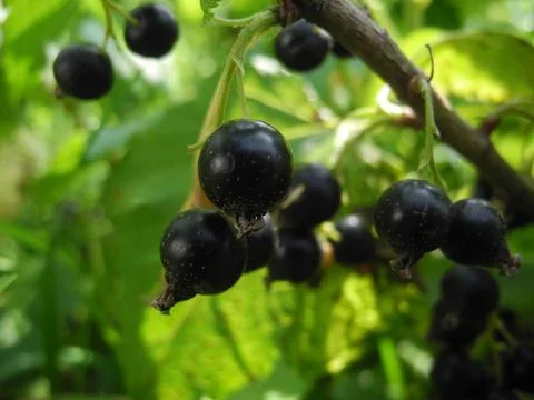 Blackcurrant Ribes nigrum Stock Photos