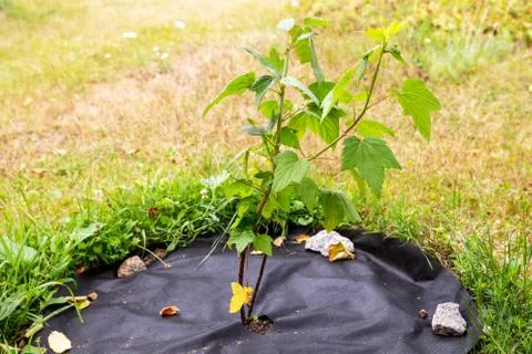Blackcurrant seedling Stock Photos