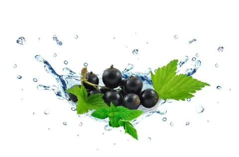 Blackcurrant splash Stock Photos