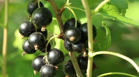 Blackcurrant sweet cassis aromatic  berries in the garden panning Stock Footage 65656741