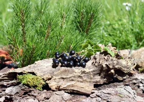 Blackcurrants Stock Photos