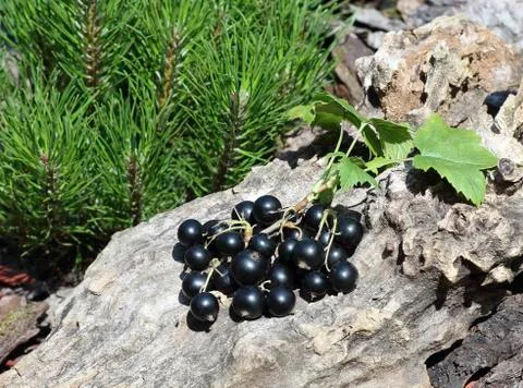Blackcurrants Stock Photos