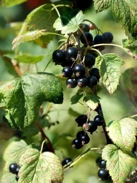 Blackcurrants Stock Photos