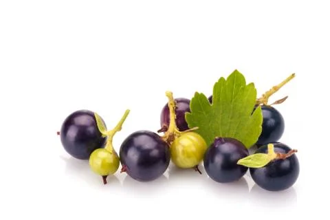 Blackcurrants Foto stock