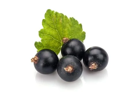Blackcurrants Stock Photos