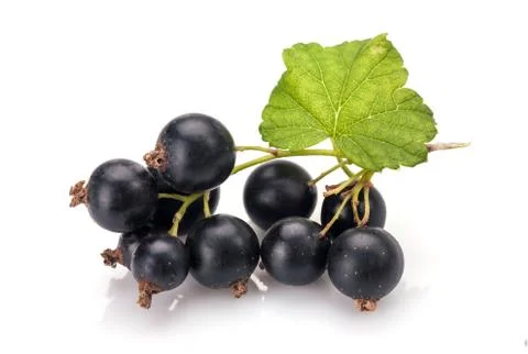 Blackcurrants Stock-Fotos