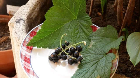 Blackcurrants on a plate Stock-Footage 311506600
