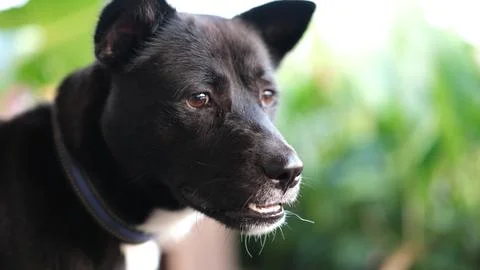 BlackDog 스톡 사진
