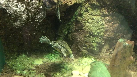 Blacked-nobbed Map Turtles Swimming At Columbus Zoo And Aquarium Stock Footage 275437170