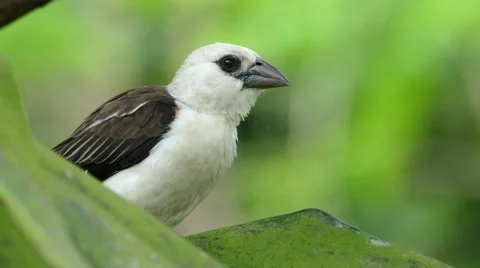 Blacked Wing Starling Stock Footage 48625459