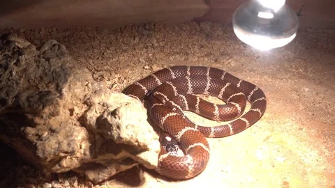Blacken milk adder under light bulb Stock Footage 80927281