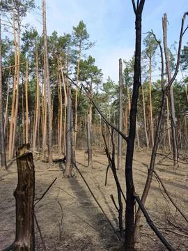 Blackened pine trees with shattered branches after an explosion, showing th.. Stock Photos