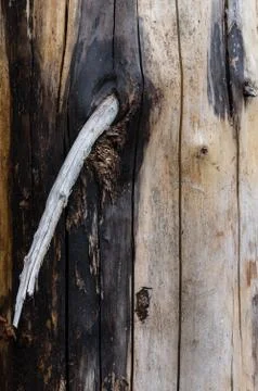 Blackened tree trunk from a wildfire in Oregon. Foto stock