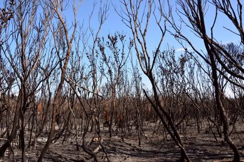 Blackened trees after a bushfire Stock Photos