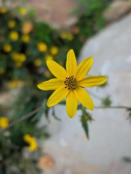 Blackeyed Susan Stock Photos