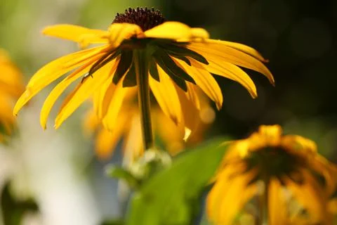Blackeyed susan1 Stock Photos