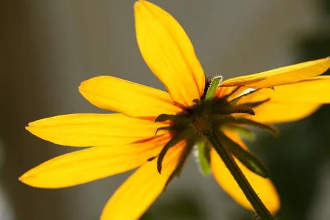 Blackeyed susan2 Stock Photos
