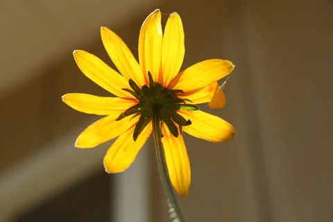 Blackeyed susan3 Stock Photos