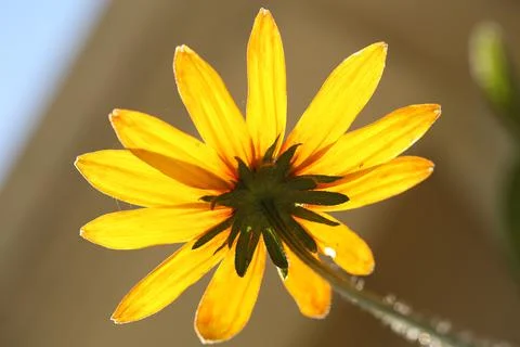 Blackeyed susan4 Stock Photos