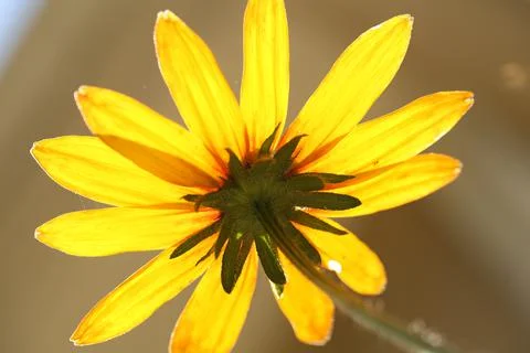 Blackeyed susan5 Stock Photos