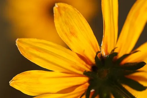 Blackeyed susan6 Stock Photos