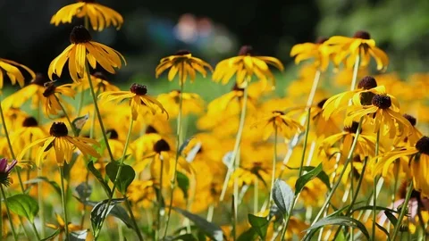 Blackeyed Susans Stock-Footage 81312312