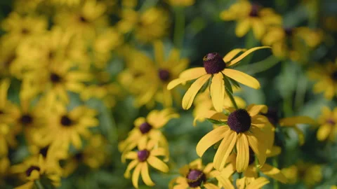Blackeyed Susans in the Sun Stock Footage 312231487