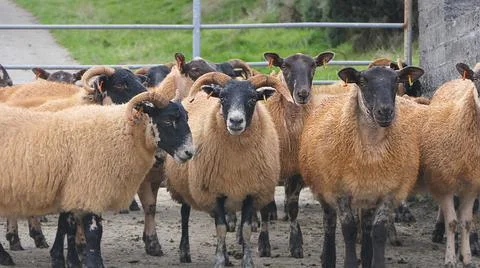 Blackface Sheep standing behind a gate in handling pen in Ireland Fotos Stock