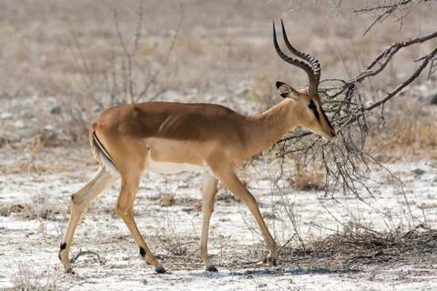 Blackfaced impala Stock Photos