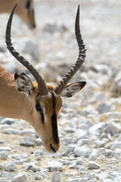 Blackfaced Impala. Stock Photos