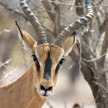Blackfaced Impala Stock Photos