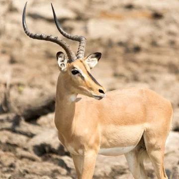 Blackfaced Impala Stock Photos
