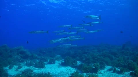 Blackfin Barracudas on a coral reef Stock Footage 51591153