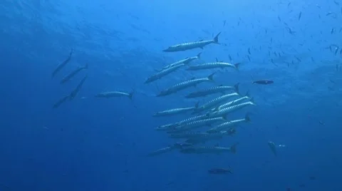 Blackfin Barracudas Stock Footage 42329166